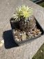 Preview: Turbinicarpus krainzianus v minimus